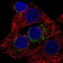 DYRK4 Antibody, Novus Biologicals:Antibodies:Primary Antibodies